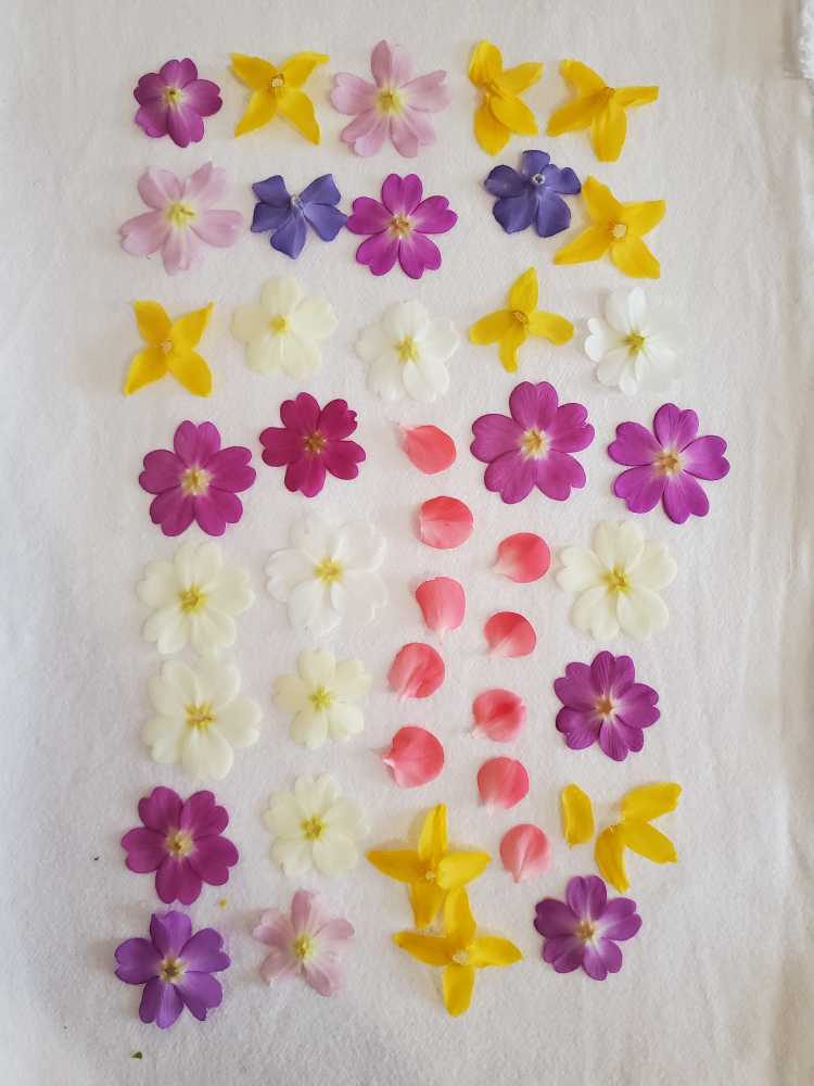 fleurs du jardin de Charlotte Barbut préparées pour sécher, pour ensuite créer du papier recyclé fleuri dans l'atelier-boutique "Du papier à l'arbre"