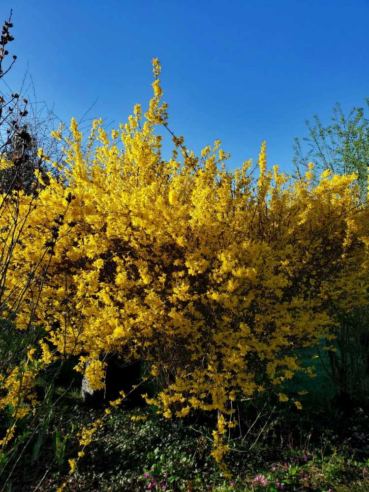 photo d'un forsythia en fleurs prise dans le jardin de Charlotte Barbut, artisane d'art d'objets en papier et/ou carton sous le nom "Du papier à l'arbre"
