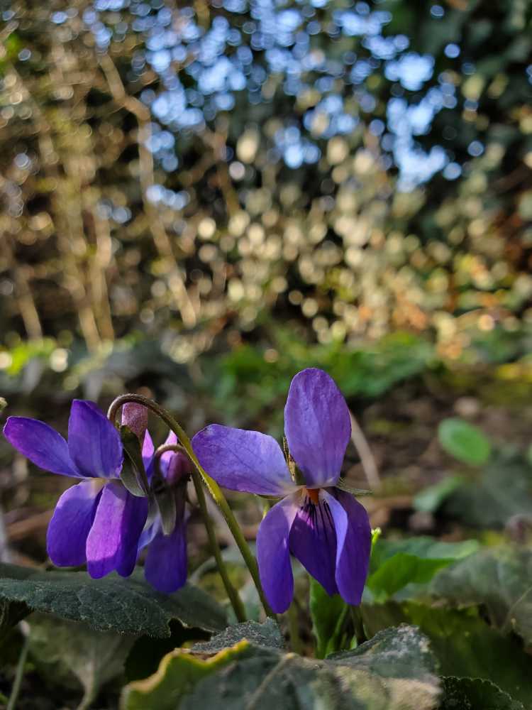 photo de violettes prise dans le jardin de Charlotte Barbut, artisane d'art d'objets en papier et/ou carton sous le nom "Du papier à l'arbre"